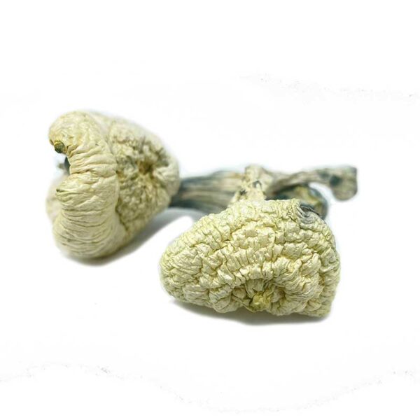 Great White Monster Magic Mushrooms