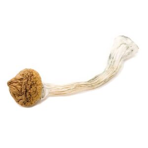 magic mushroom spores for sale