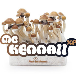 McKennaii 100% mycelium Mushroom Growkit