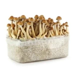 Magic Mushroom Grow Kits